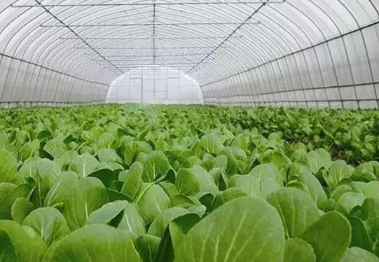 益阳市富立来生物科技有限公司,益阳大型综合性肥料生产企业
